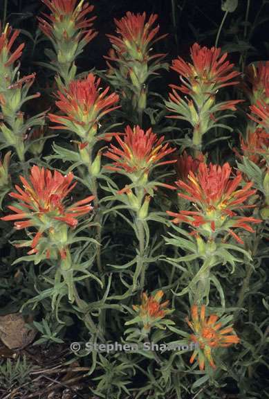 castilleja applegatei ssp pallida 3 graphic